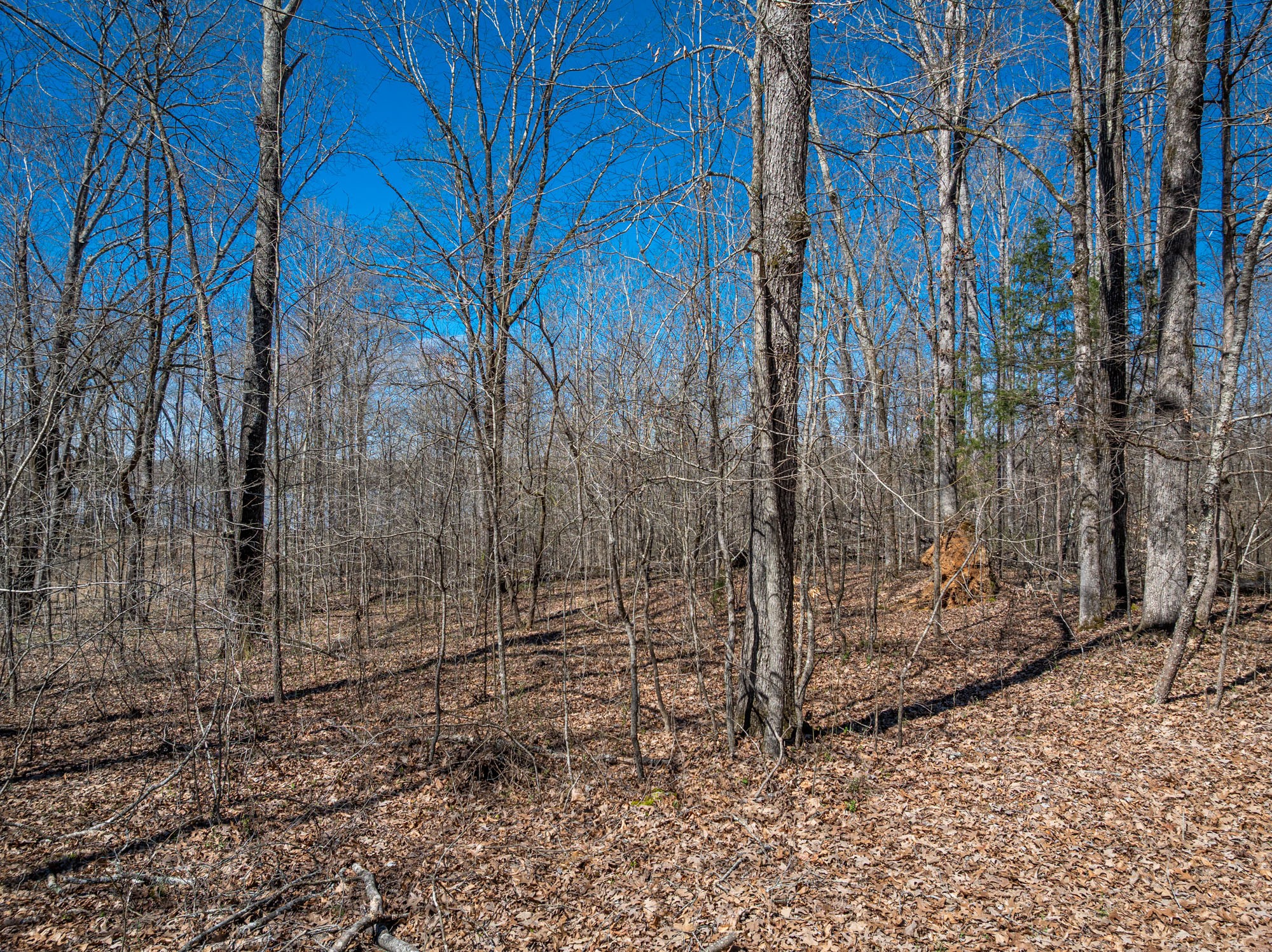 0 Featherfoot Pkwy Lp Parsons TN 38363