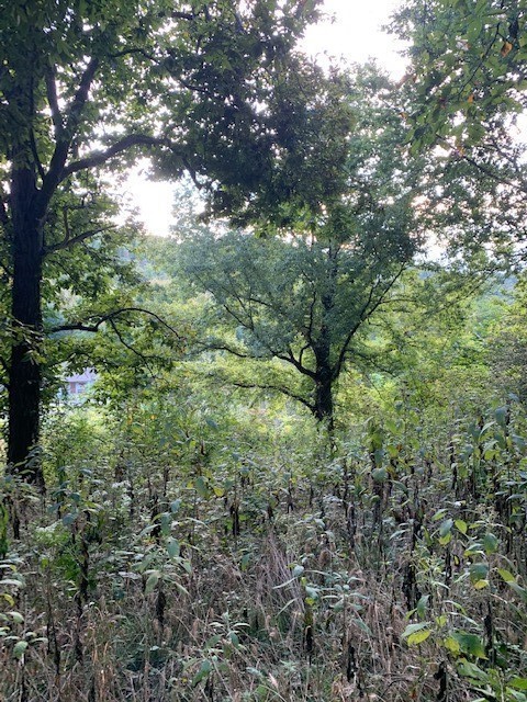 0 Cortner Hollow Road Shelbyville TN 37160