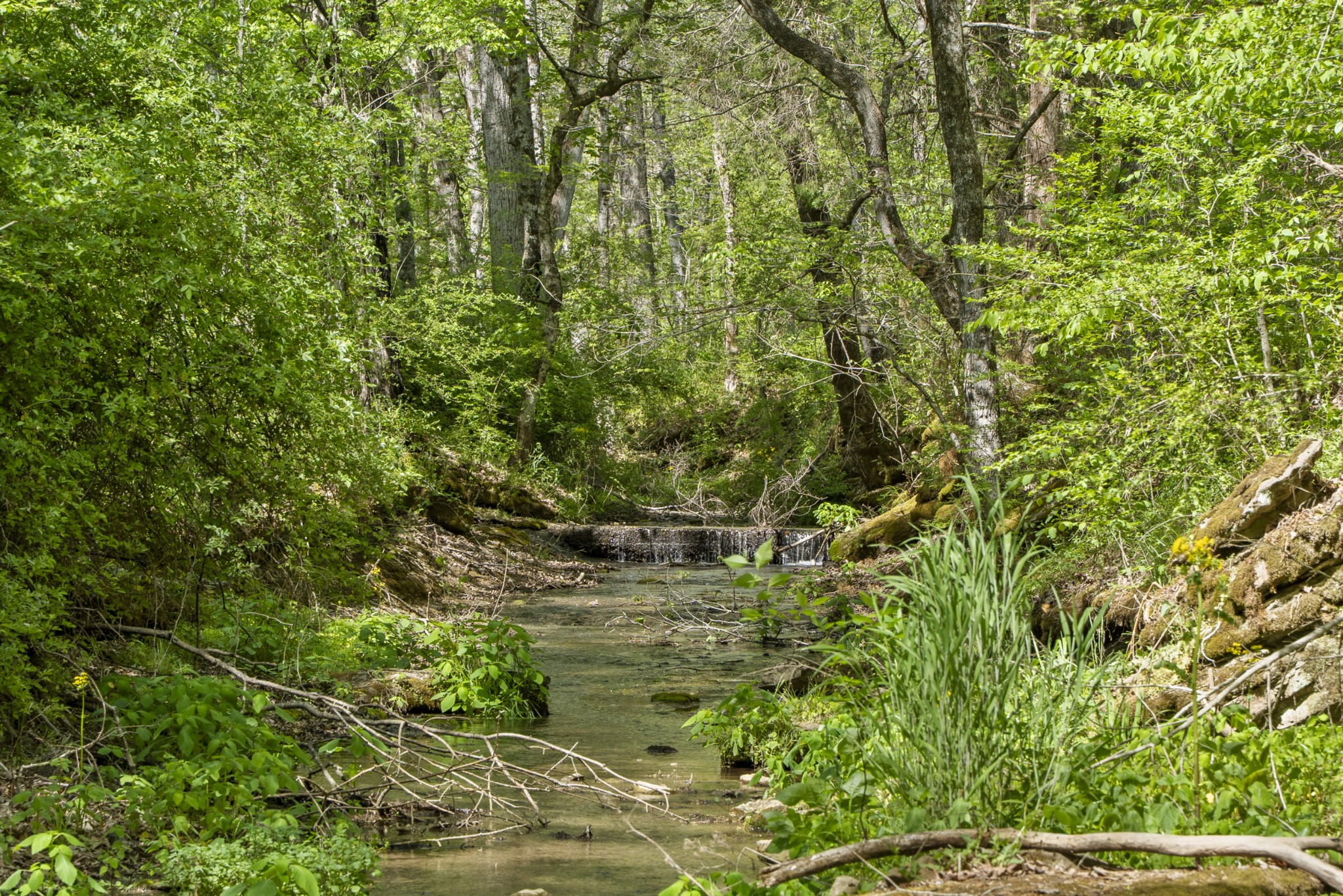 0 Lick Creek Trail Lyles TN 37098