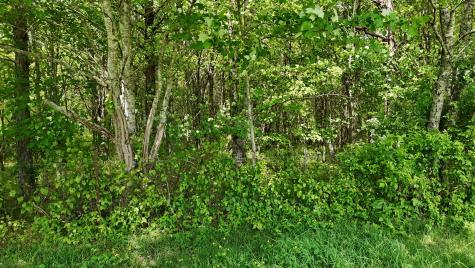 10 Windstone Drive Tracy City TN 37387