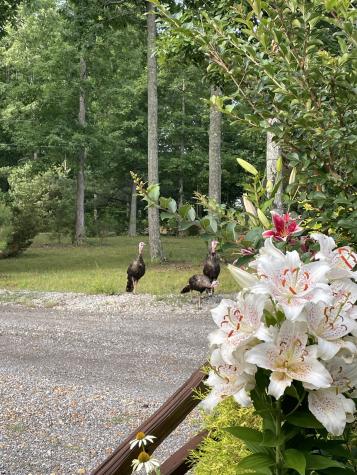 7360 Indian Trace Road Centerville TN 37033