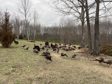 7360 Indian Trace Road Centerville TN 37033