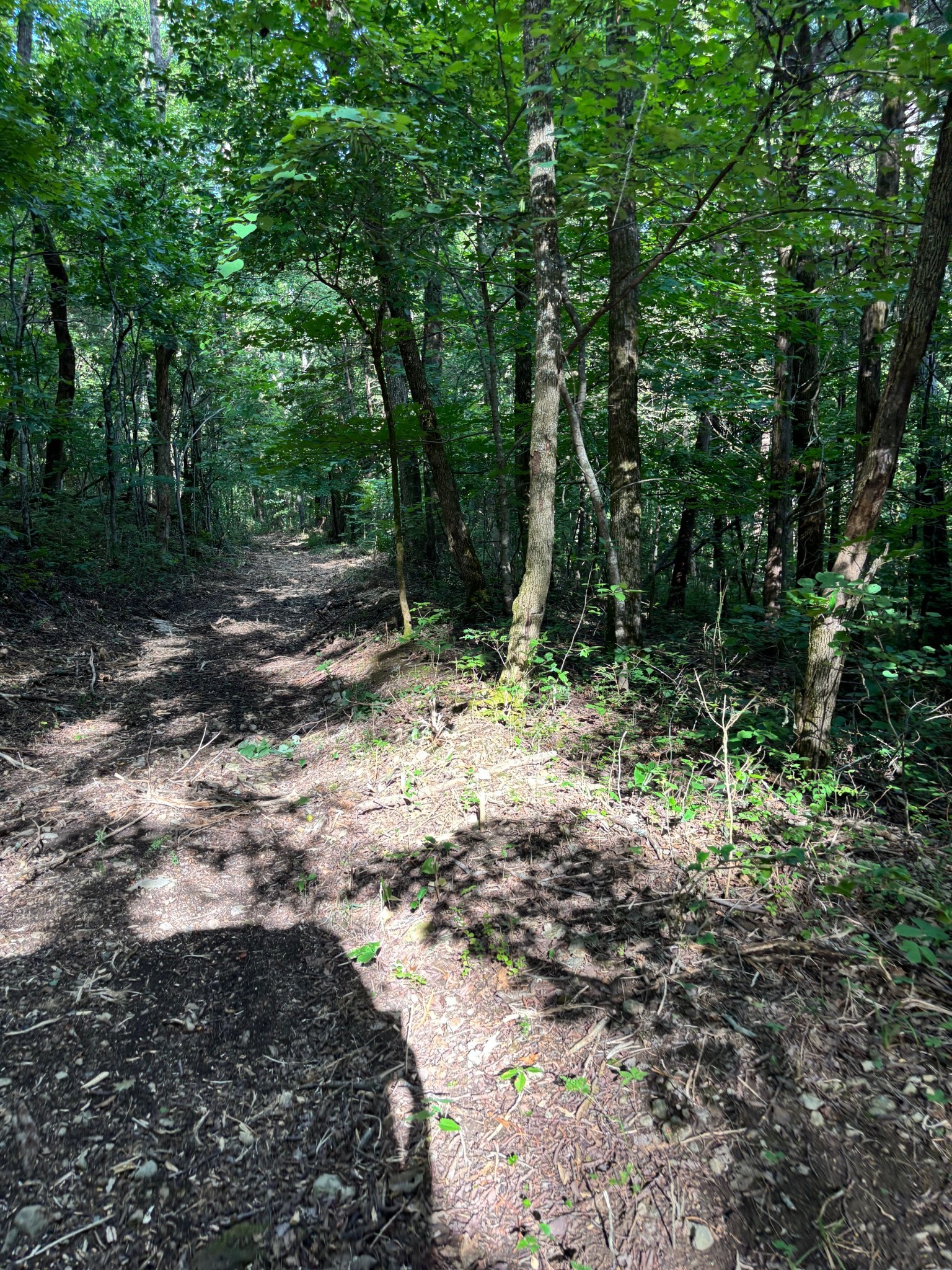 2517 Patton Hollow Road Watertown TN 37184