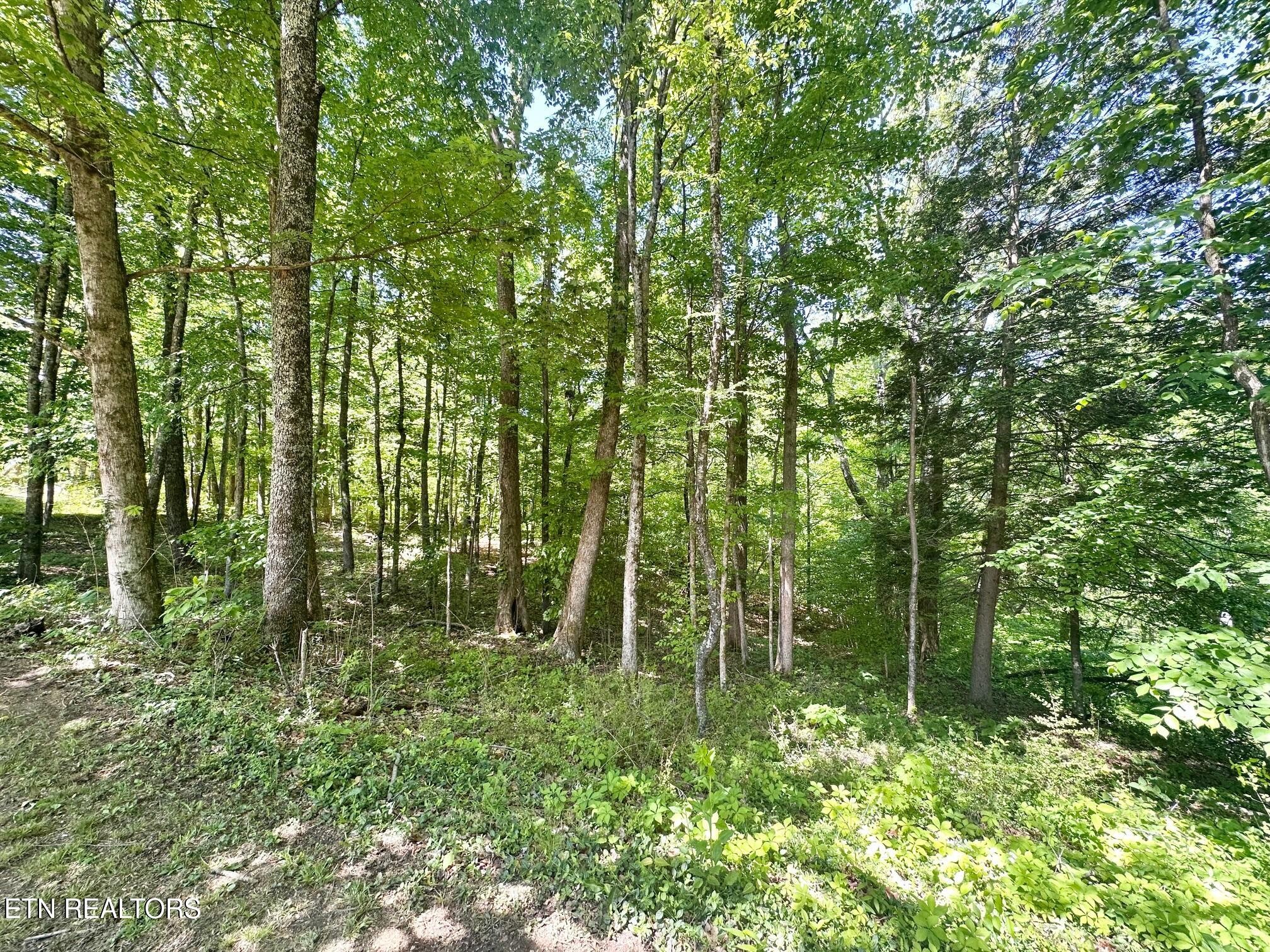 320 Reed Place Monterey TN 38574
