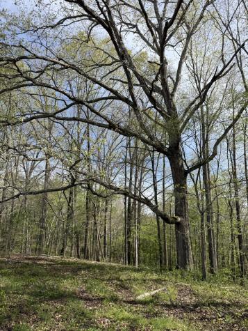 562 Junus Jackson Hollow Road Minor Hill TN 38473
