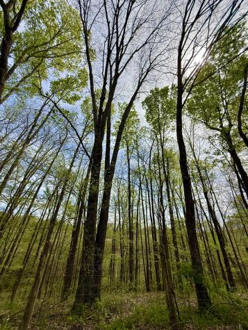 562 Junus Jackson Hollow Road Minor Hill TN 38473