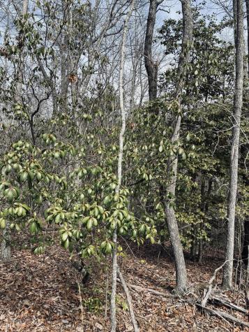 0 Raulston Falls Road Jasper TN 37347