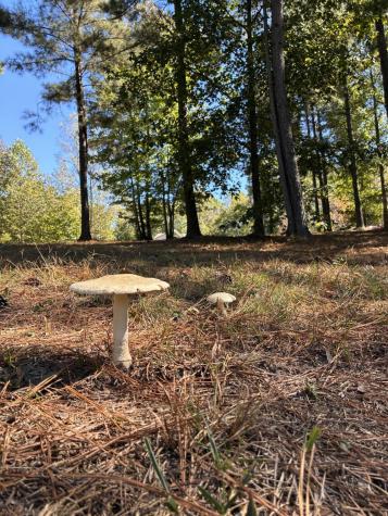 241 Pappy Road Jasper TN 37347