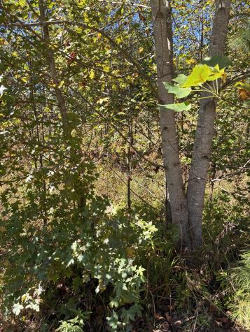 241 Pappy Road Jasper TN 37347