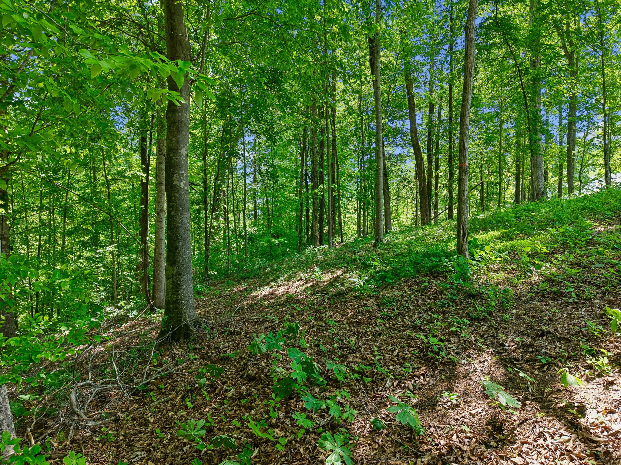 0 Casparis Road Franklin TN 37064