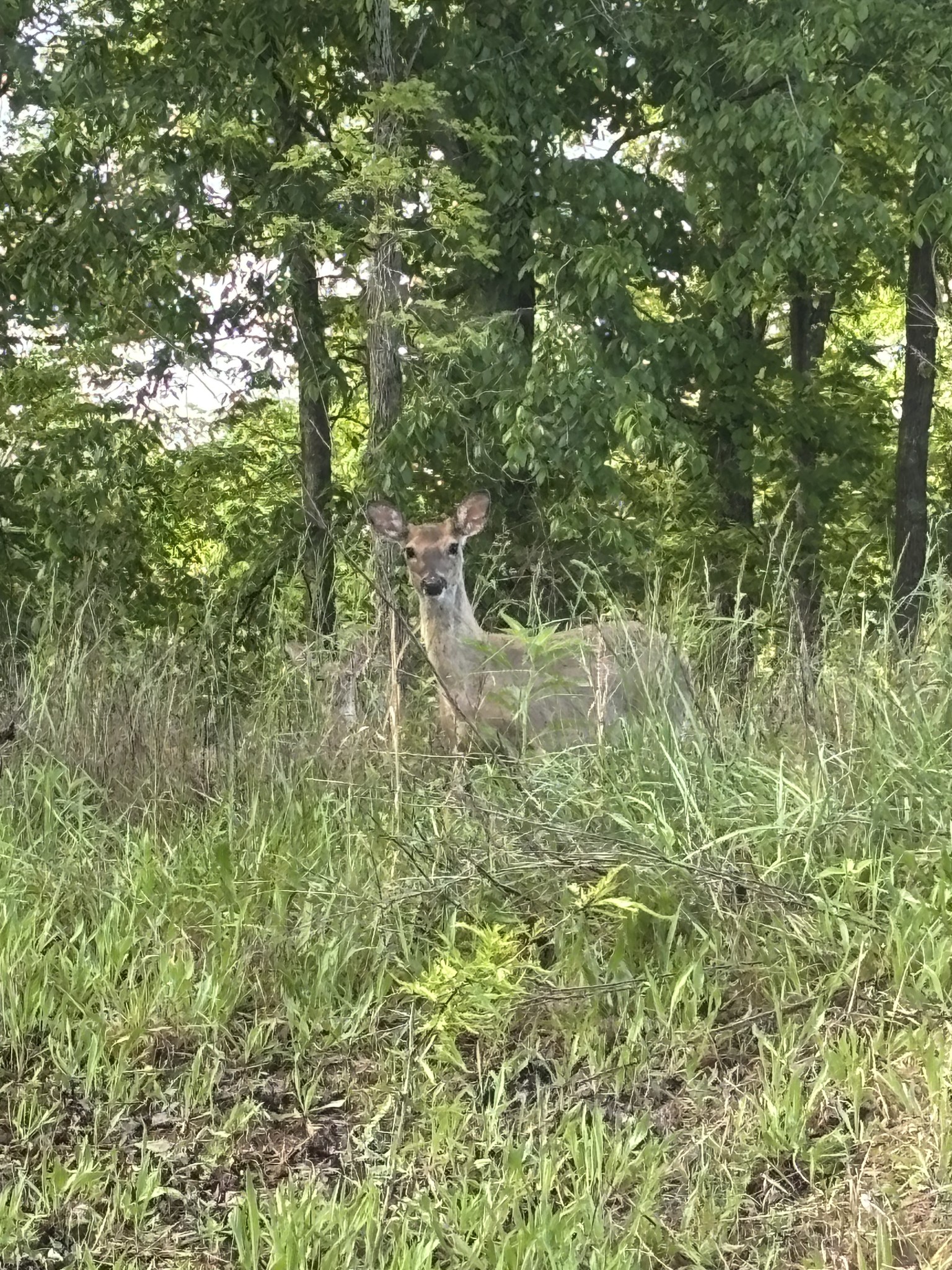 0 Hidden River Road Rock Island TN 38581
