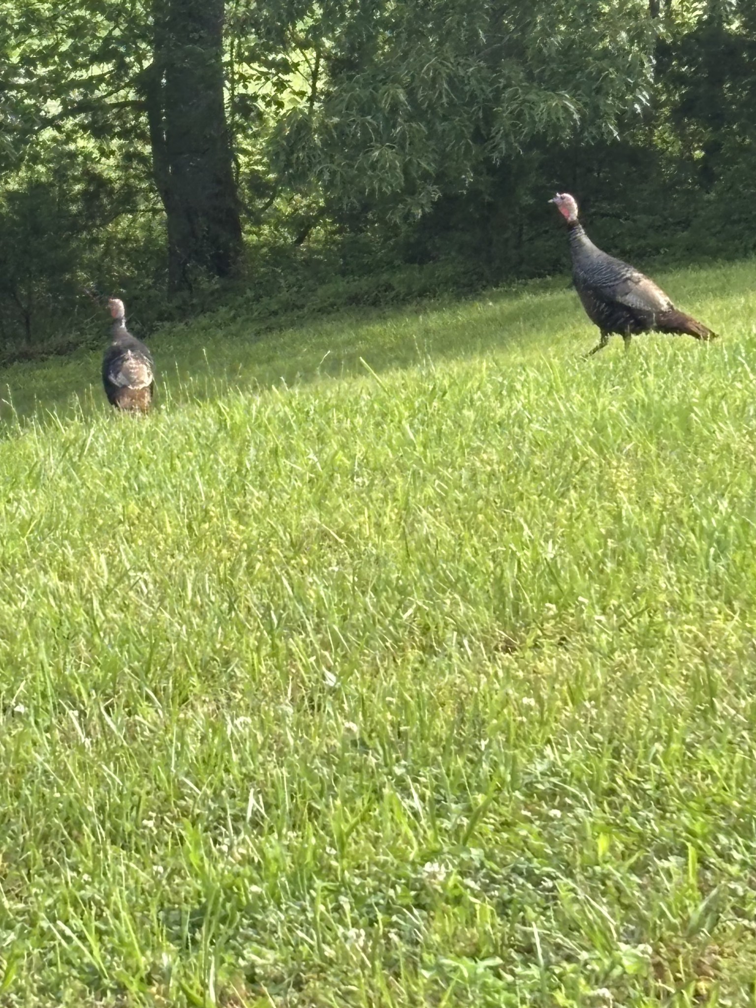 0 Hidden River Road Rock Island TN 38581