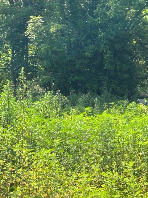 2329 Wayne Road Bon Aqua TN 37025
