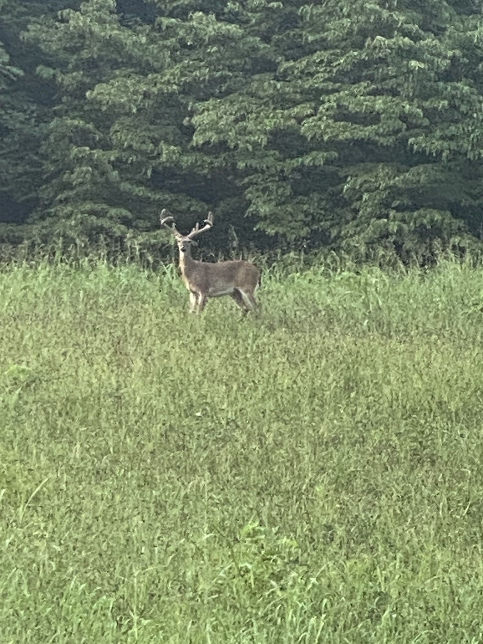 0 Straight Creek Road Wartrace TN 37183