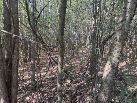 0 Tow Boat Lane Adamsville TN 38310