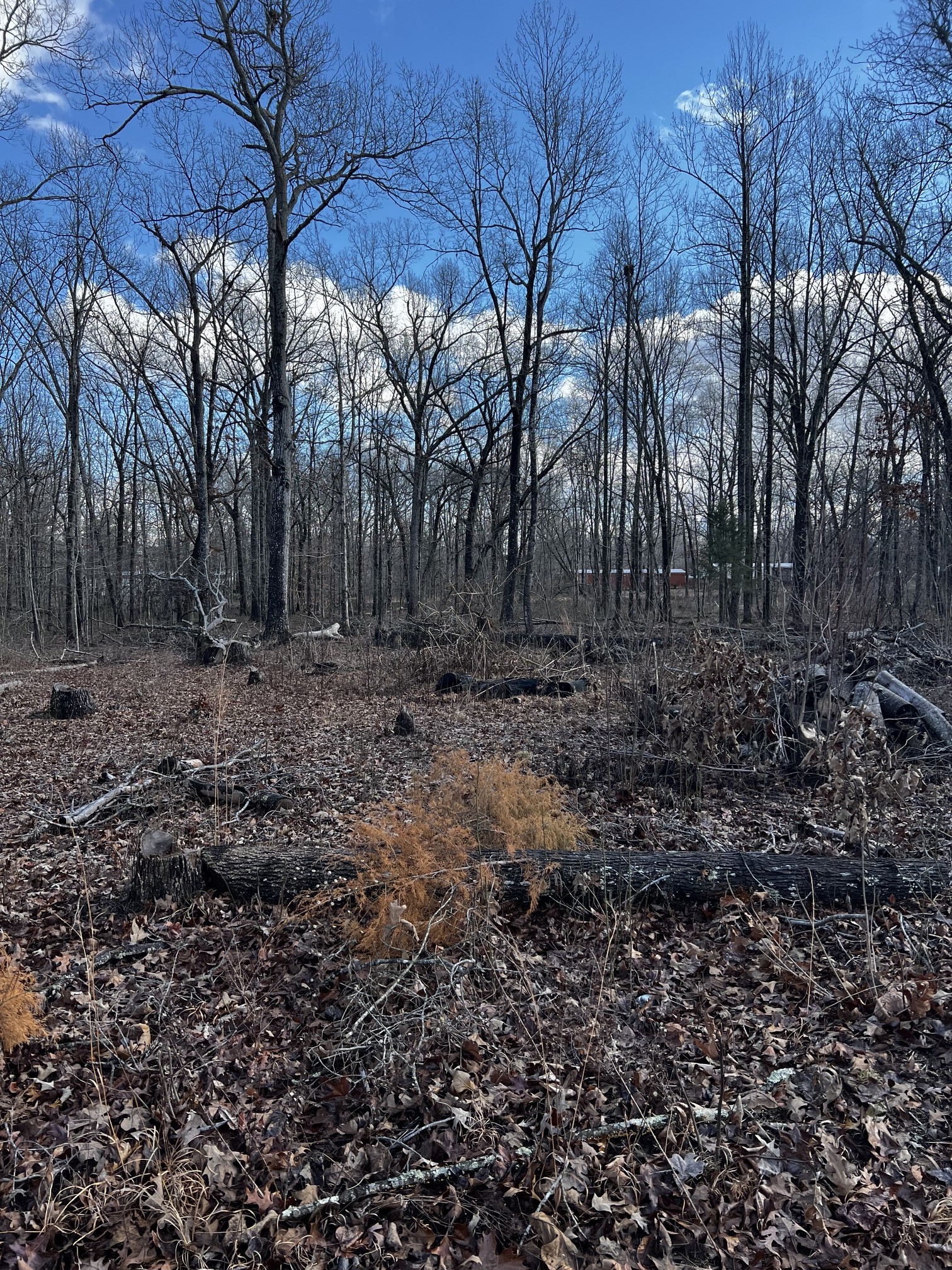 0 Oak Drive Beechgrove TN 37018