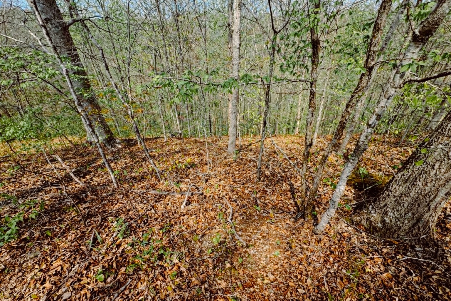 0 Holiday Haven Drive Smithville TN 37166