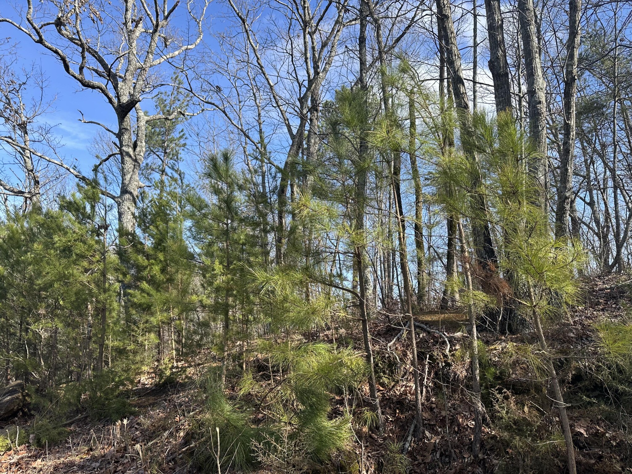 125 Fox Trail Drive Old Fort TN 37362