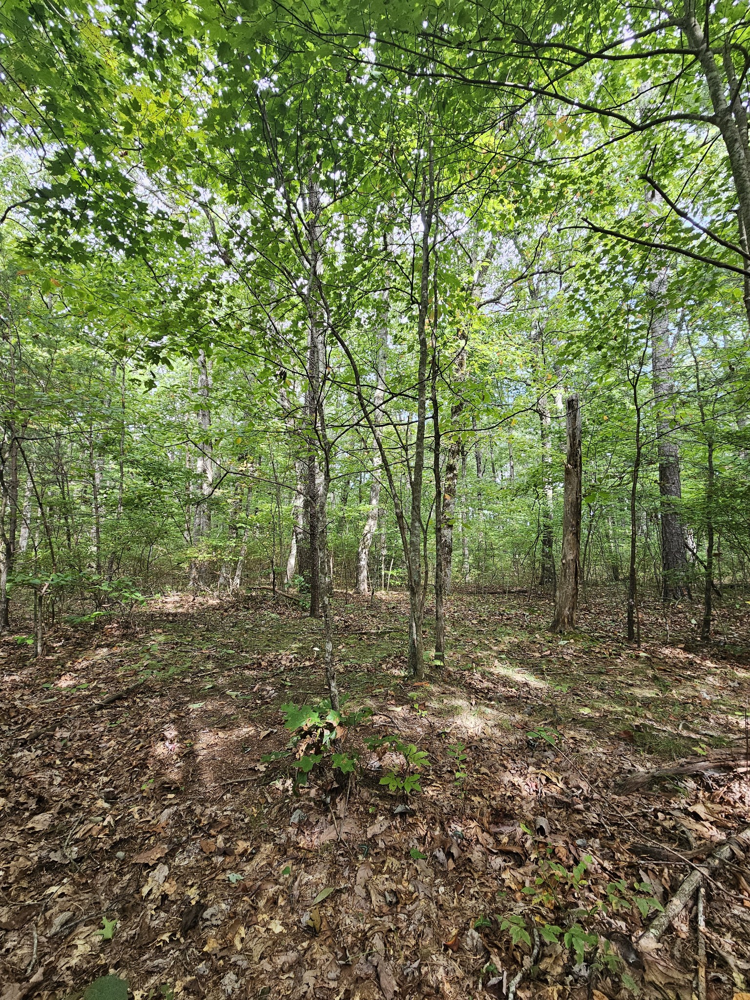 0 60th Ave, S Gruetli Laager TN 37339