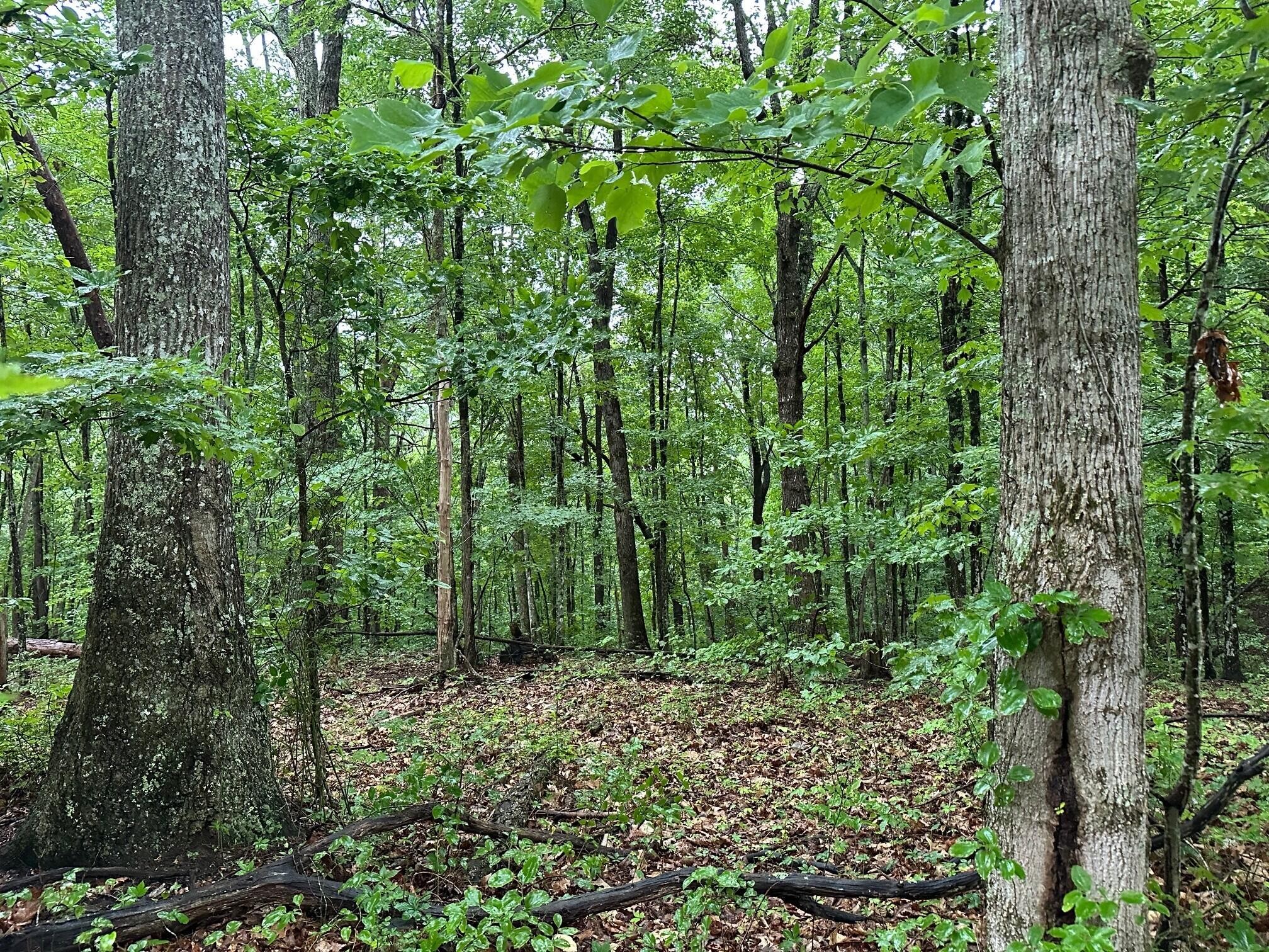 11 Mountain Top Drive Palmer TN 37365