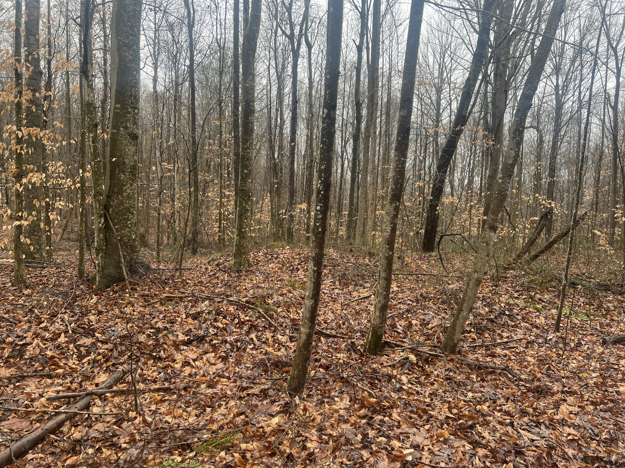 4271 Milky Way Road Jamestown TN 38556