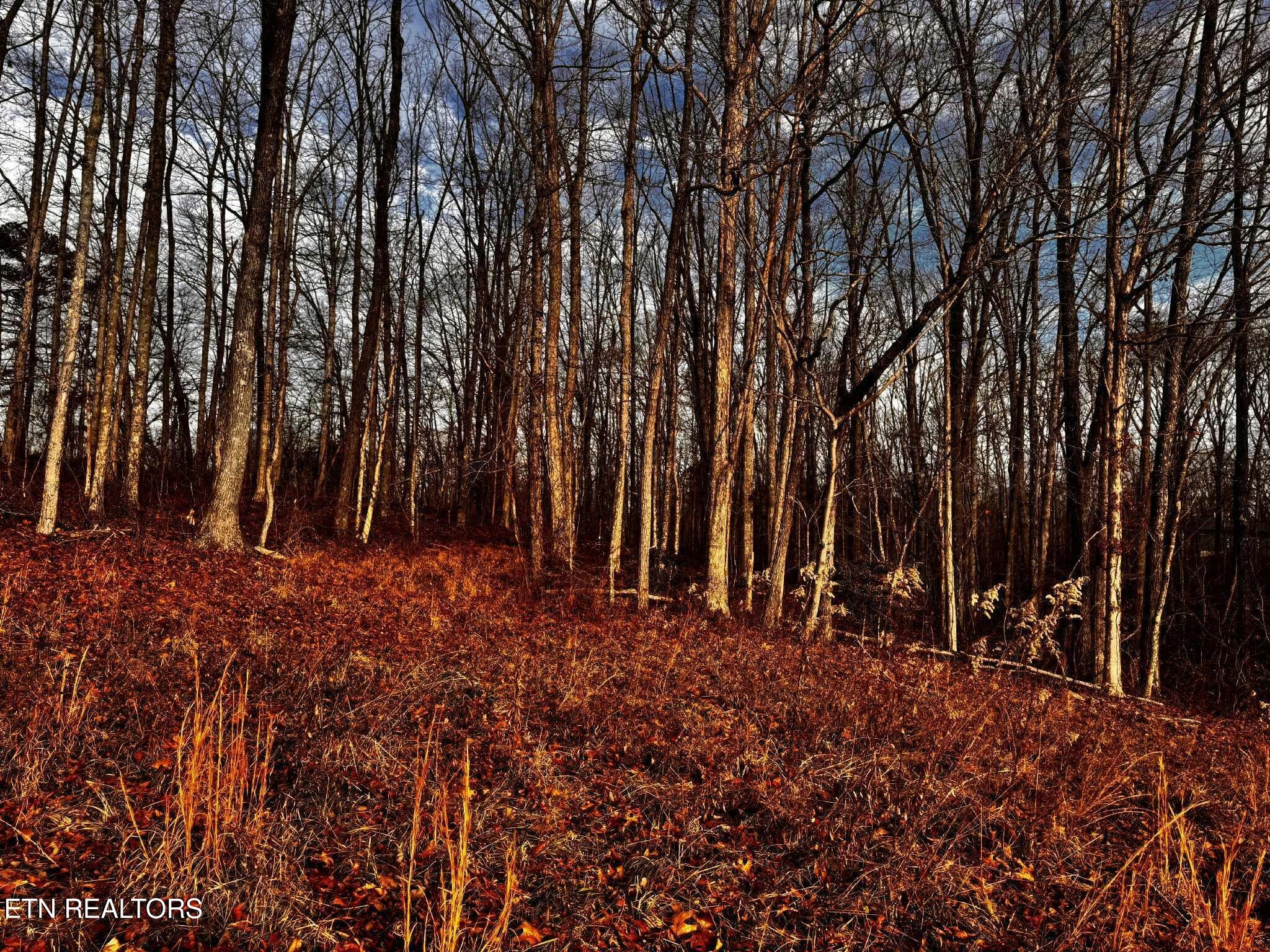 0 Smith Mountain Road Rockwood TN 37854