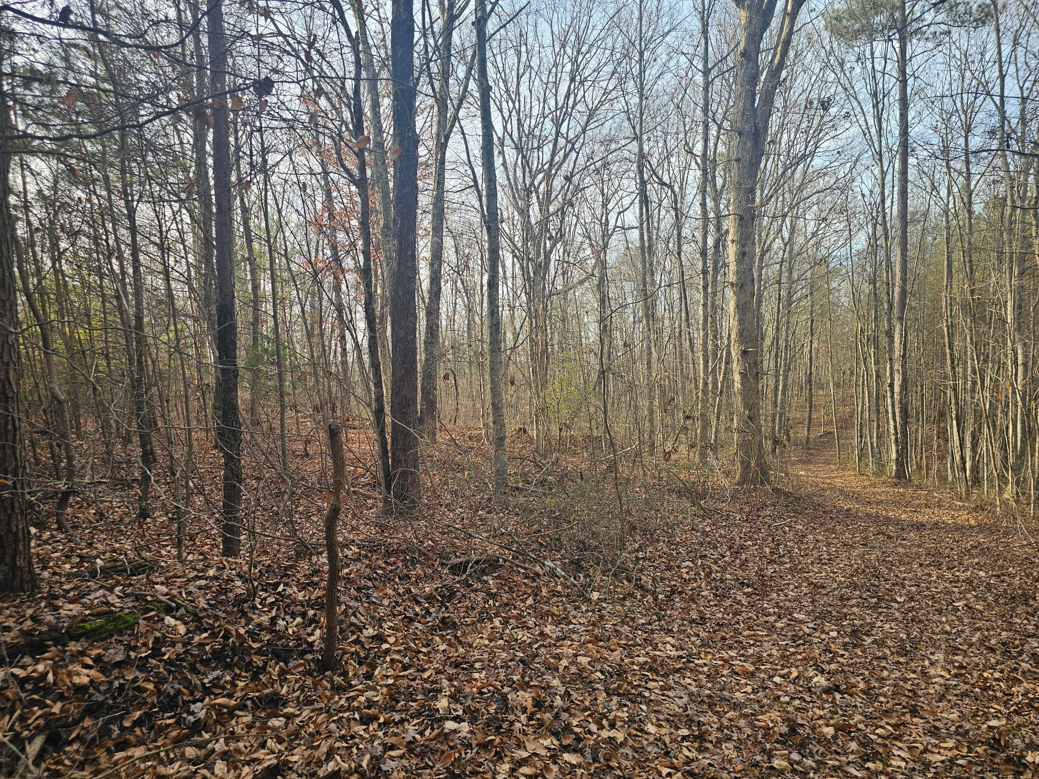 2900300 Smith Mountain Dunlap TN 37327