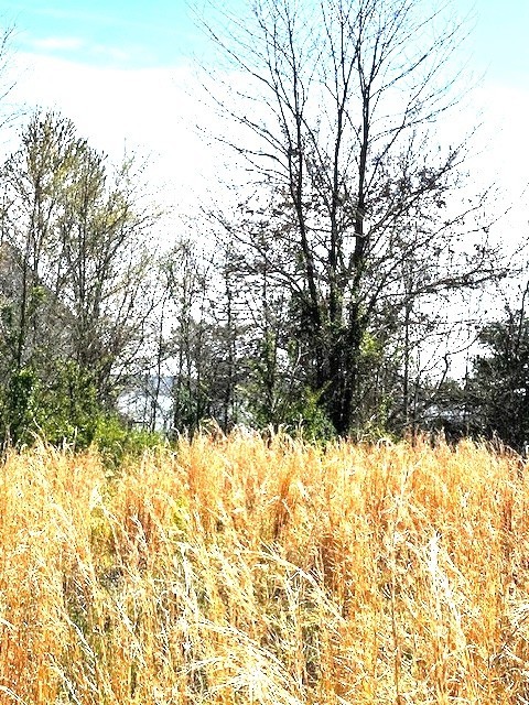 0 Turtle Point Lane Waverly TN 37185