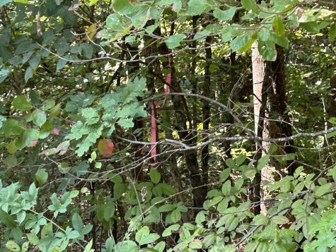 245 Lookout View Drive Jasper TN 37347