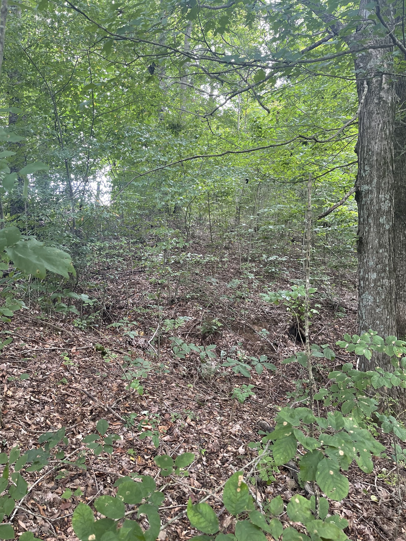0 Hwy 52 Bypass West, W Lafayette TN 37083