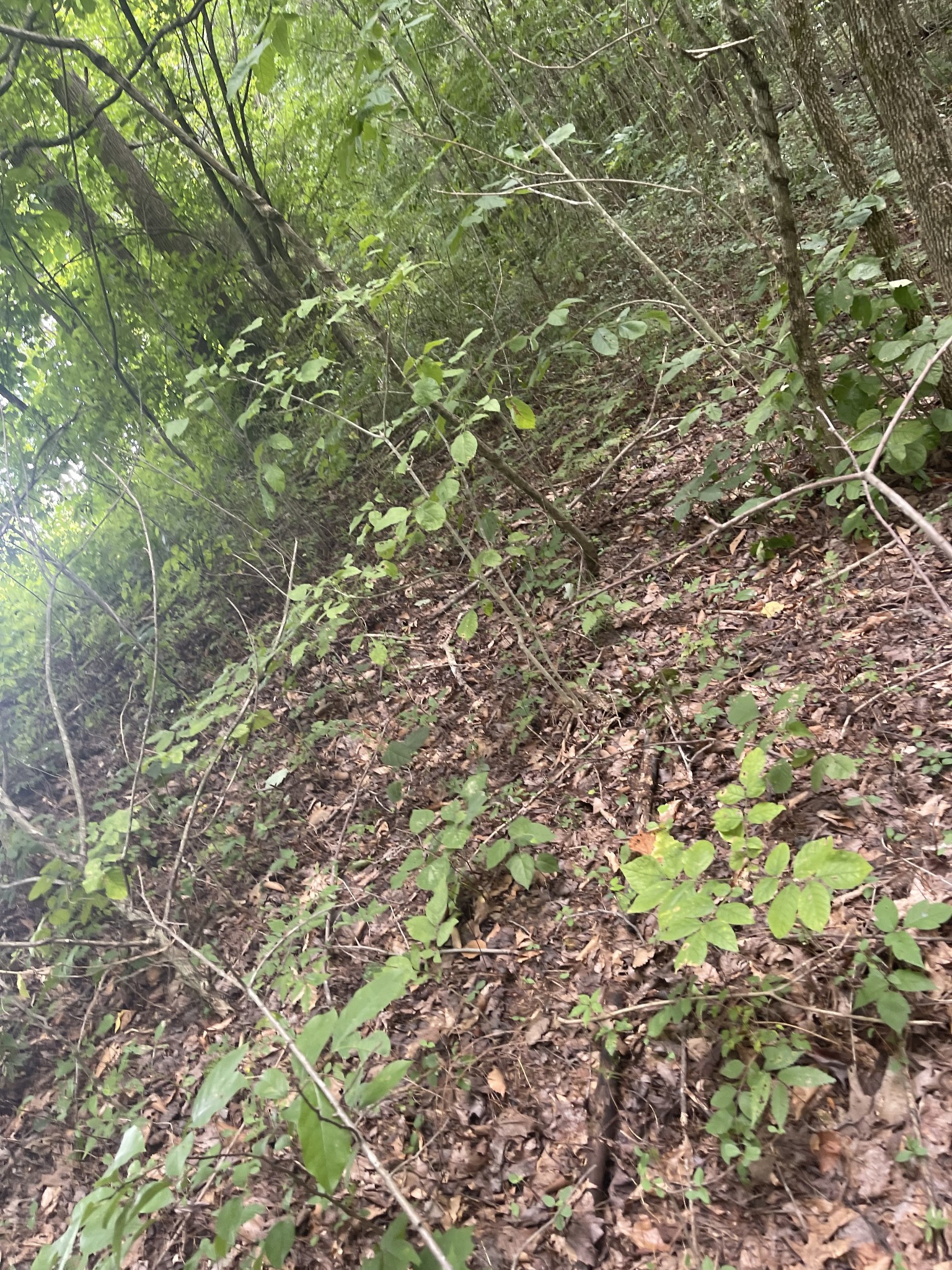 0 Hwy 52 Bypass West, W Lafayette TN 37083