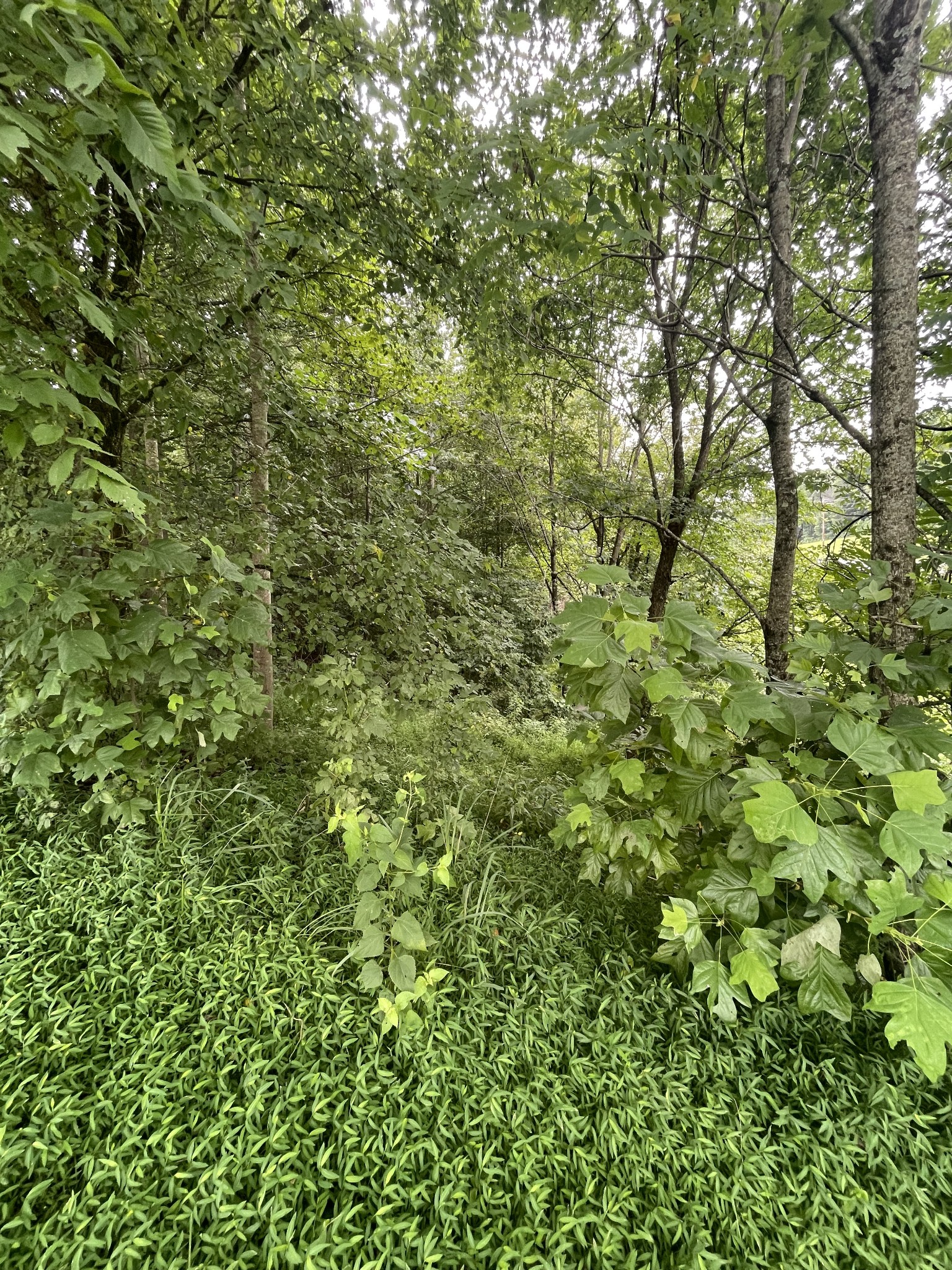 0 Hwy 52 Bypass West, W Lafayette TN 37083
