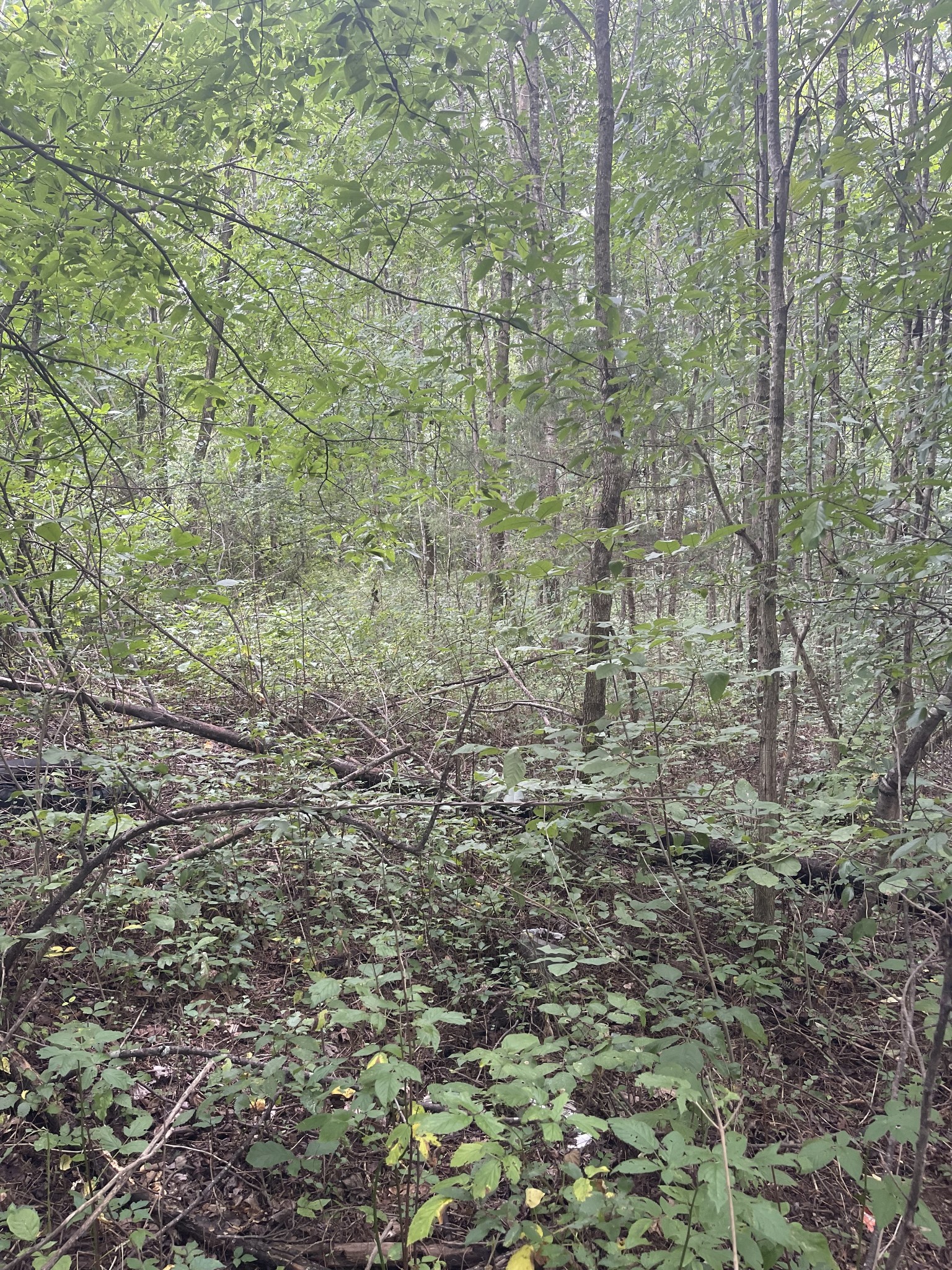 0 Hwy 52 Bypass West, W Lafayette TN 37083