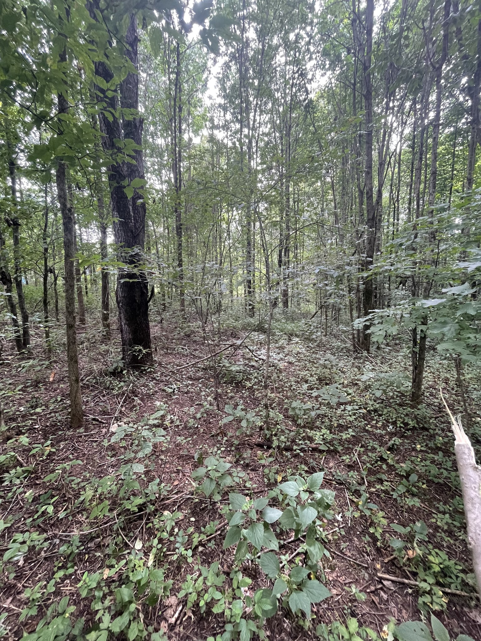 0 Hwy 52 Bypass West, W Lafayette TN 37083