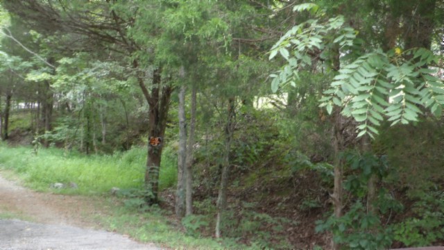 0 Old Highway 53 S Celina TN 38551