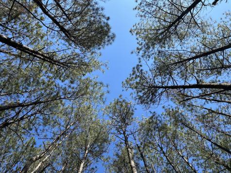 4210 Raulston Falls Road Jasper TN 37347