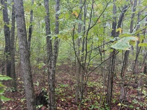 14 Saw Mill Road Palmer TN 37365