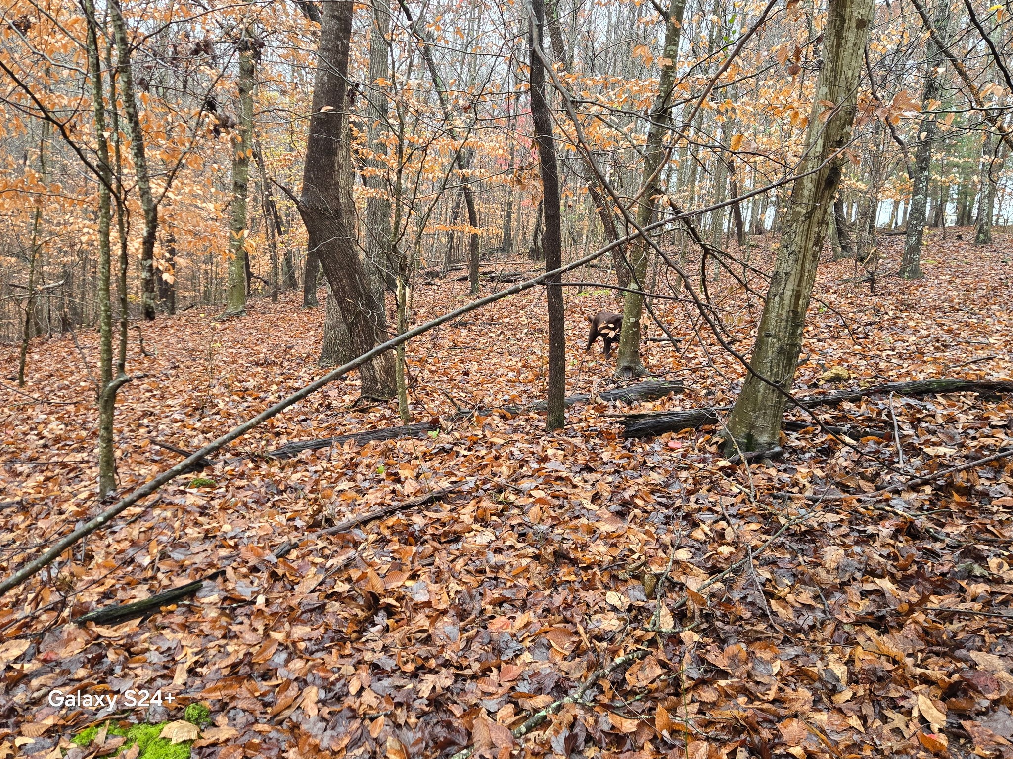 5370 Galen Road Lafayette TN 37083