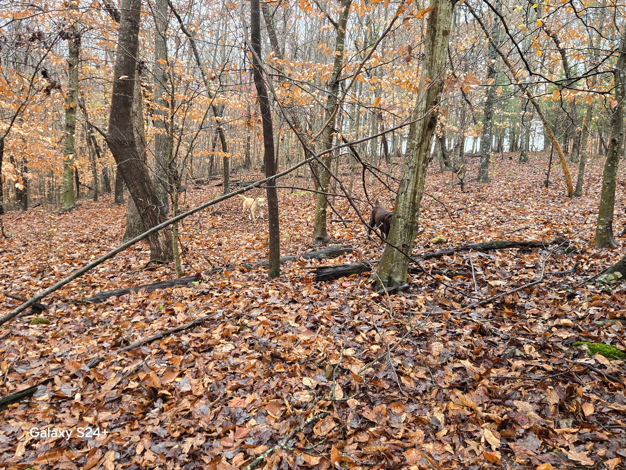 5370 Galen Road Lafayette TN 37083