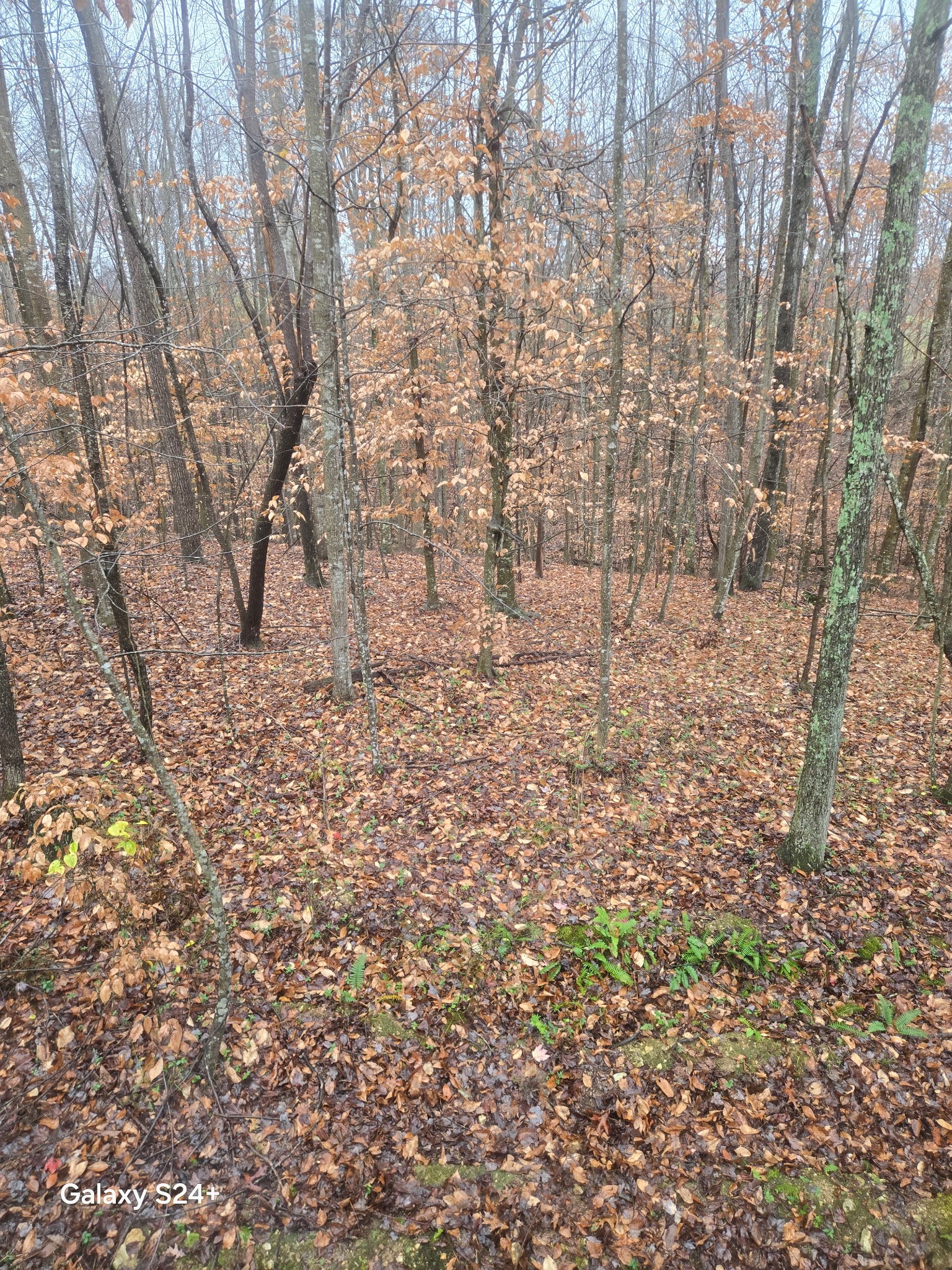 5370 Galen Road Lafayette TN 37083