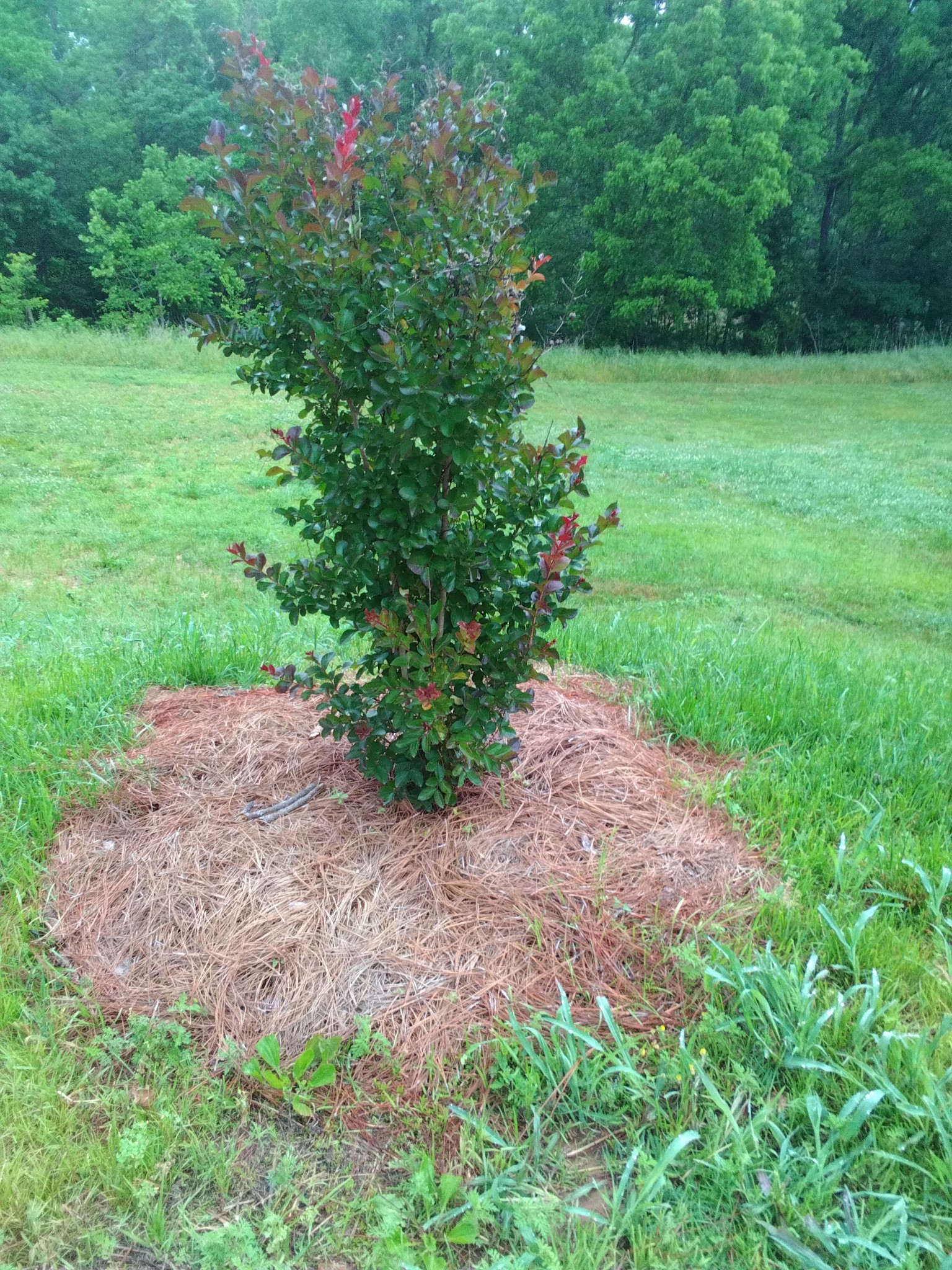 2006 Mcmahan Hollow Road Pleasant View TN 37146