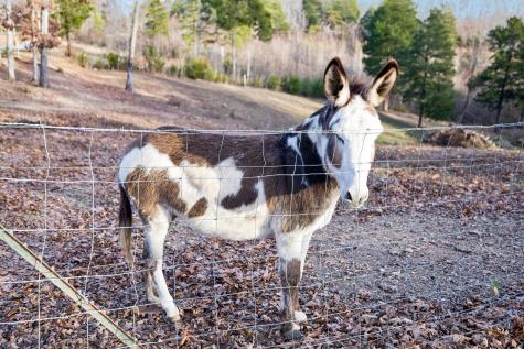 20151 Ben Fly Road Lyles TN 37098