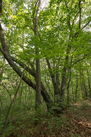 12315 Endless View Soddy Daisy TN 37379