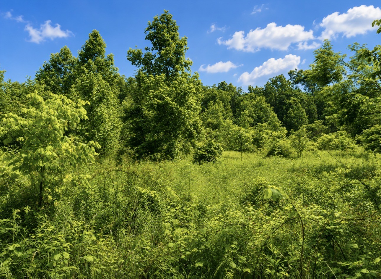 0 Oak Knob Road Lafayette TN 37083