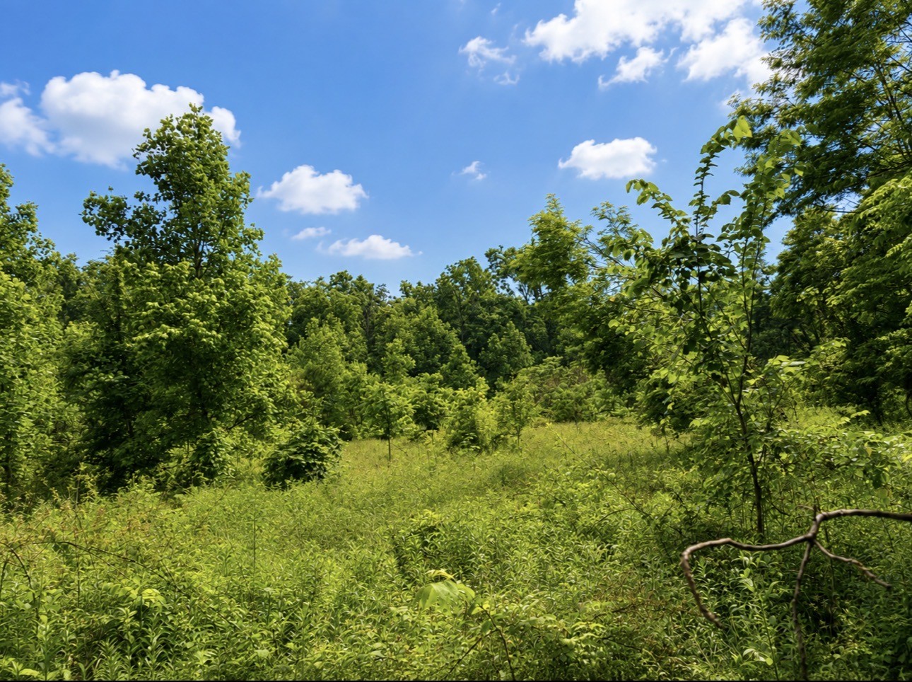 0 Oak Knob Road Lafayette TN 37083