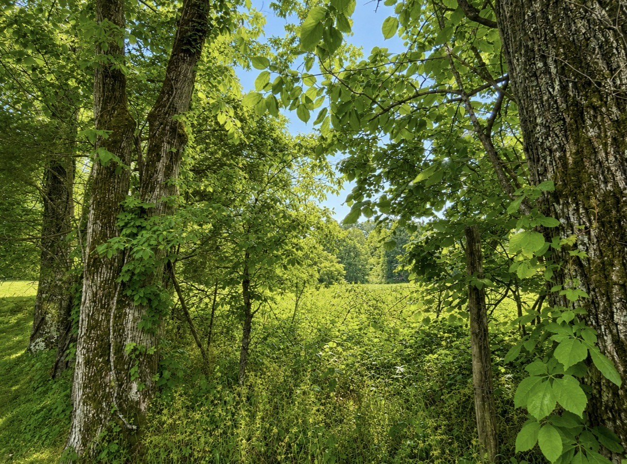 0 Oak Knob Road Lafayette TN 37083