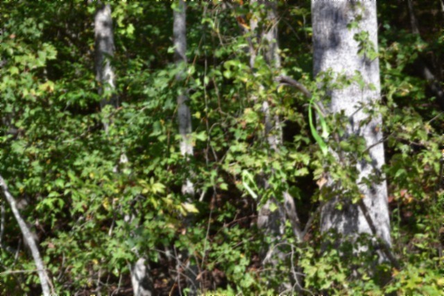 0 Arrow Trail Monterey TN 38574