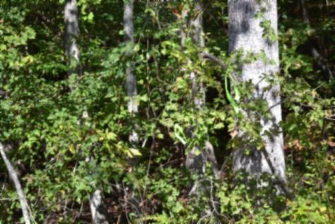 0 Arrow Trail Monterey TN 38574
