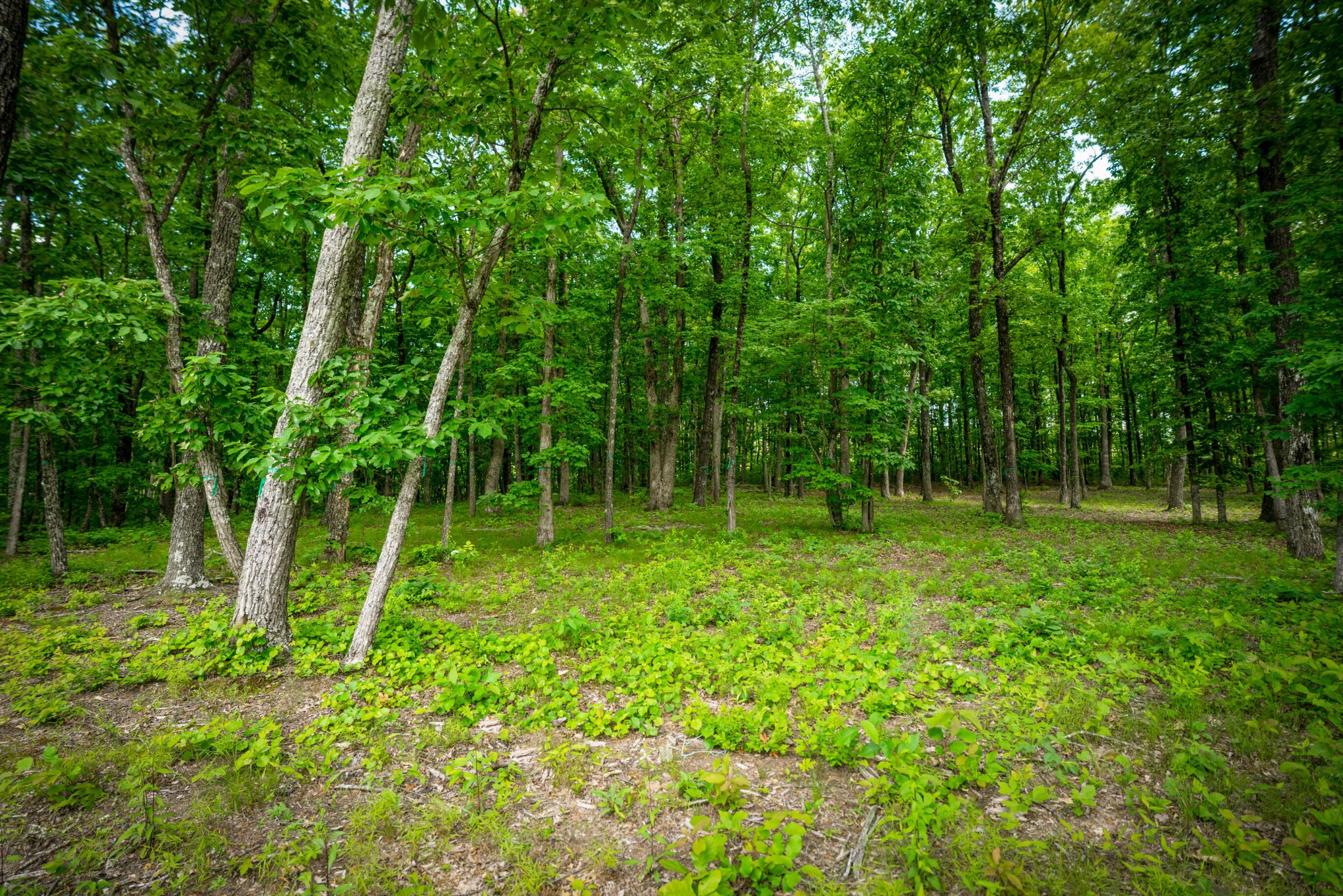 4562 Amethyst Road Chattanooga TN 37419