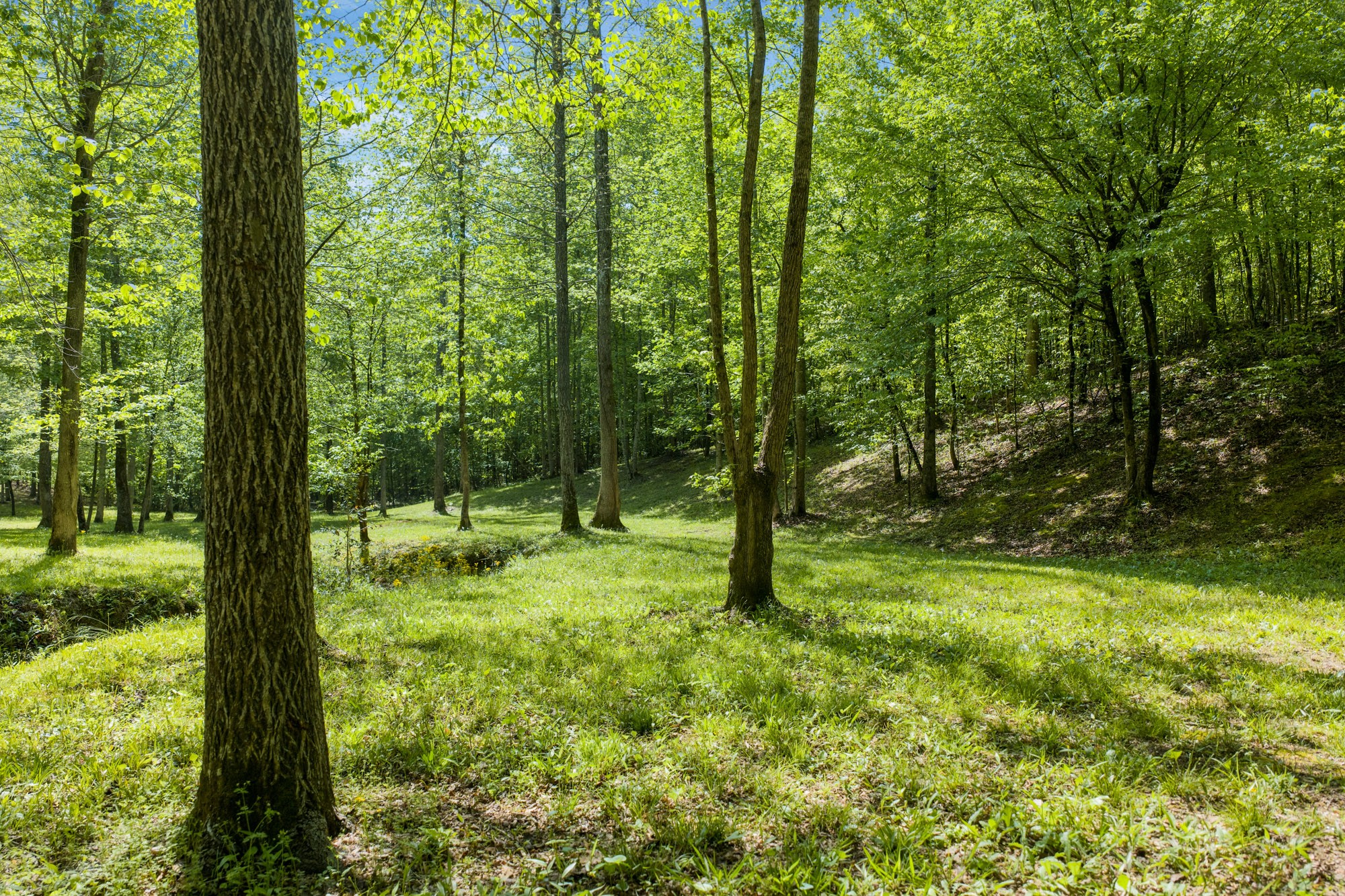 694 Lick Creek Boat Dock Loop Parsons TN 38363